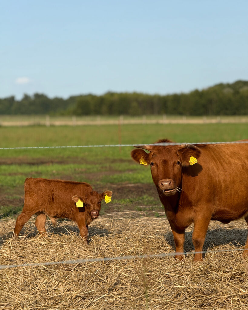 Rote Dexter-Kuh mit rotem Kalb beim Grasen auf den Weiden des Kietzer Landhofs in Brandenburg